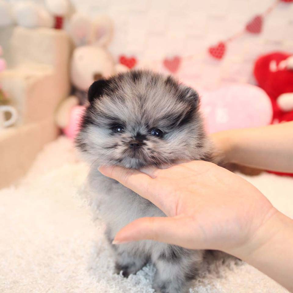 Blue merle pomeranian deals blue eyes