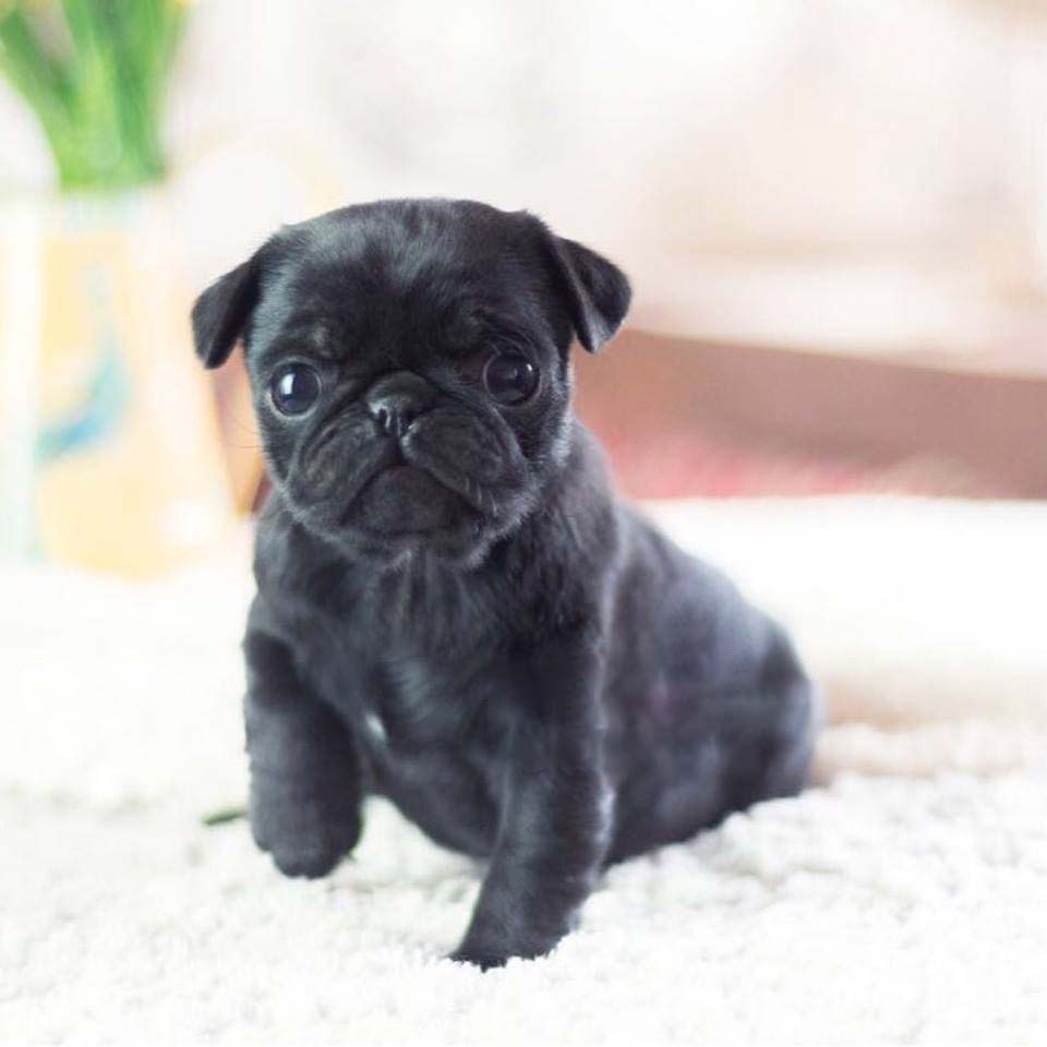 tiny pugs for sale