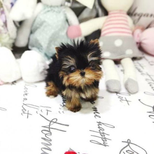 toy yorkie puppies for sale near me