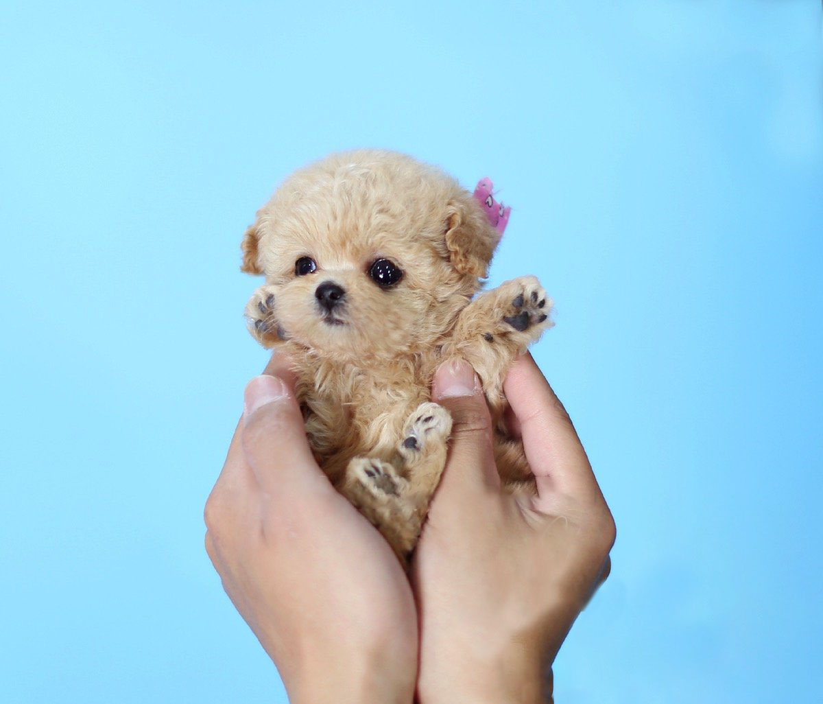 cost of a miniature poodle