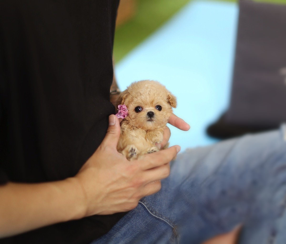 micro teacup poodle price