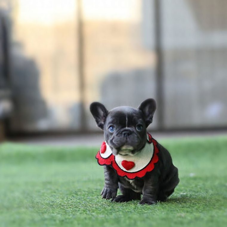 Aloha Blue Teacup French Bulldog