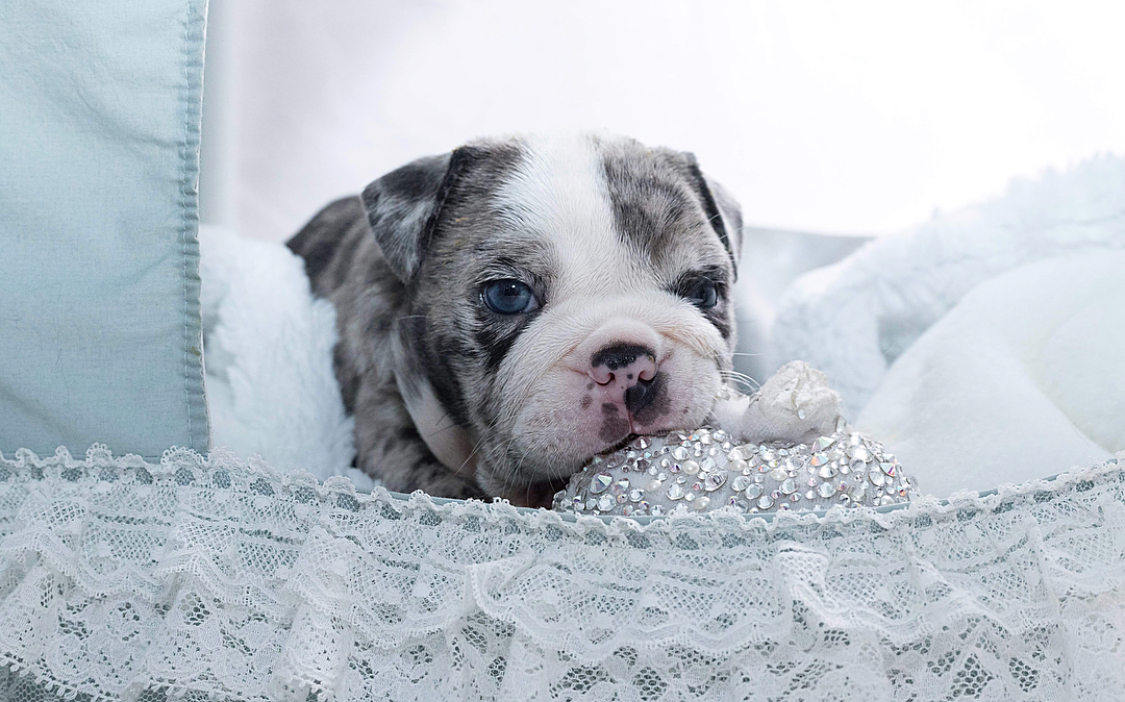 32 HQ Images Merle English Bulldog Puppy For Sale : Rocky Roulette Old English Bulldogge Puppies One Of A Kind Bulldogs