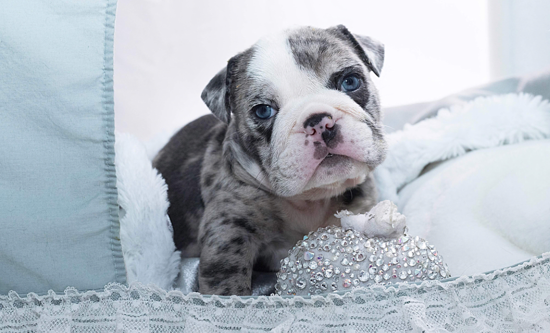 mini teacup bulldog