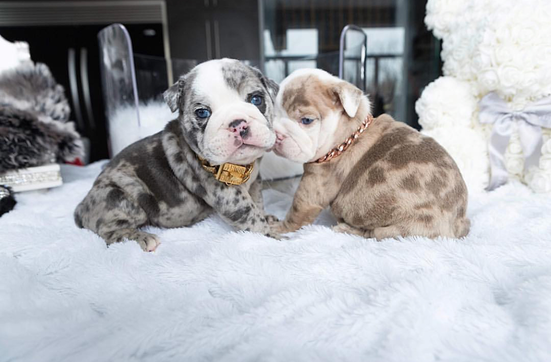 lilac merle bulldog for sale