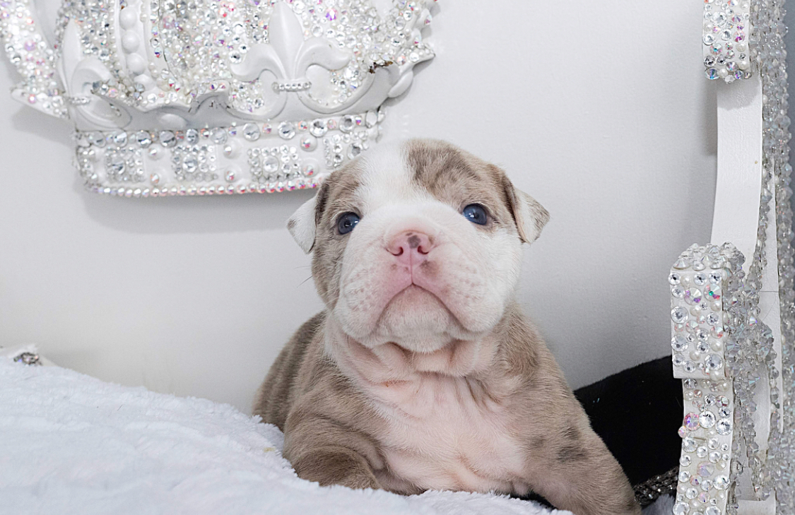 grey and white english bulldog puppies for sale