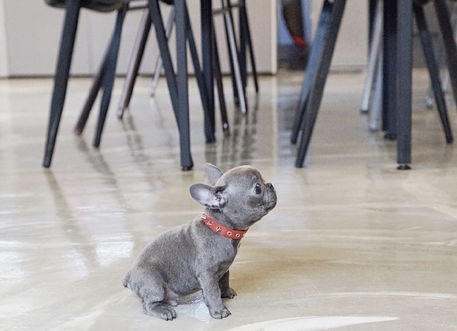 Fossi Teacup Blue French Bulldog
