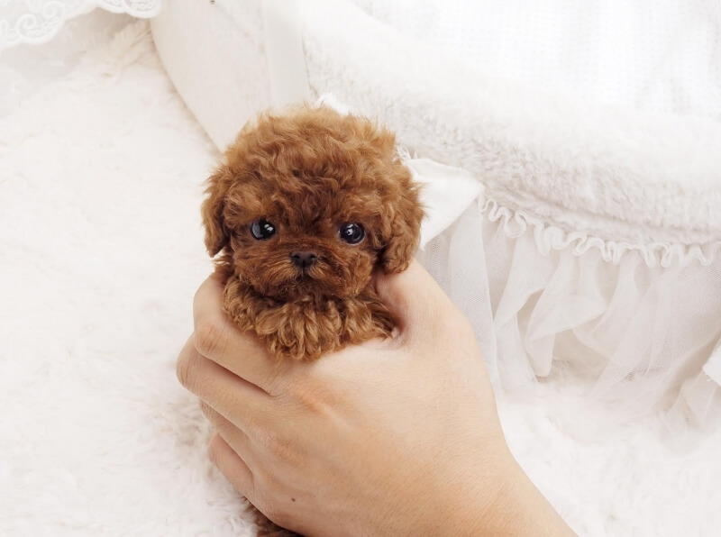 mini teacup poodle puppies