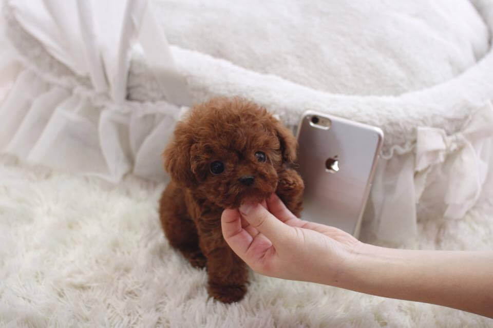 red teacup poodle for sale