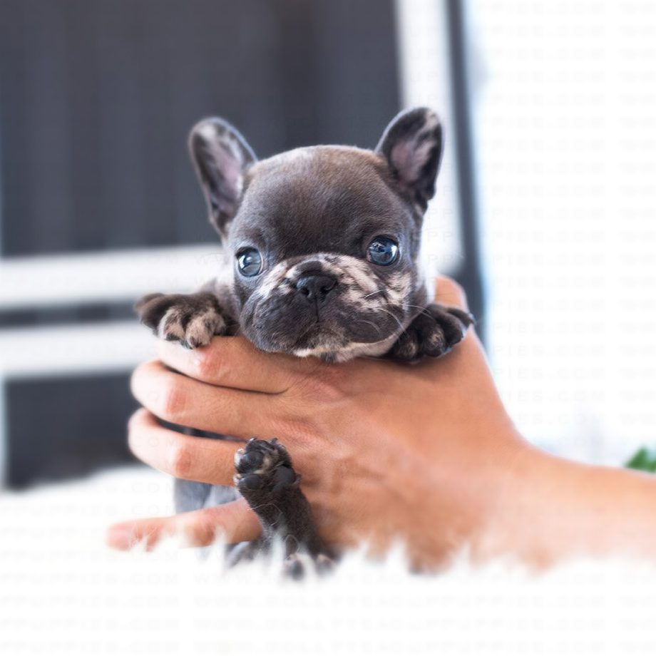 59 HQ Pictures Teacup French Bulldog Wisconsin : Caring for a French Bulldog - Teacup Puppies