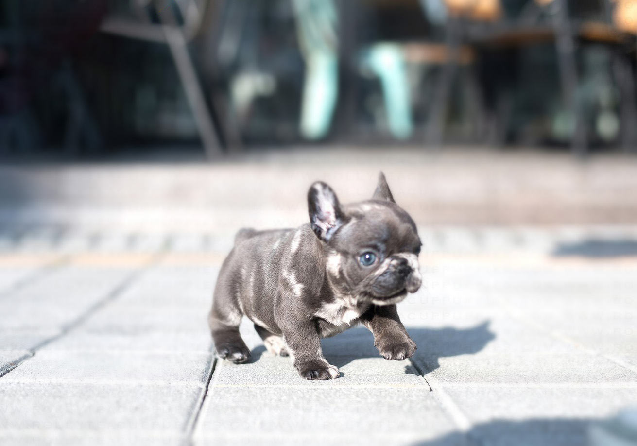 Bumble Blue French Bulldog