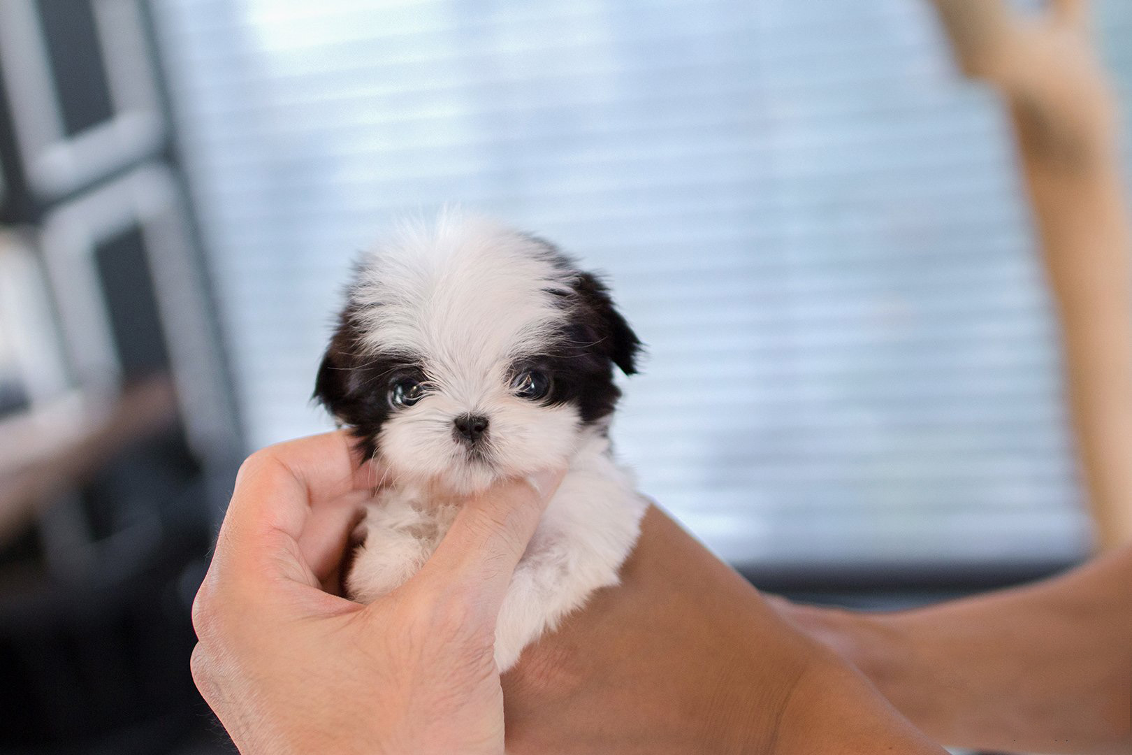 Oreo White Shih Tzu