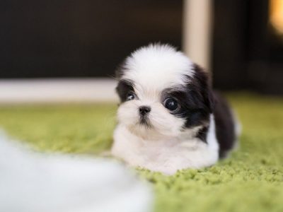 teacup shih tzu dog