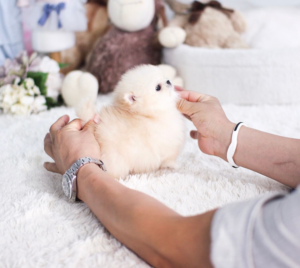 teacup pomeranian stuffed animal