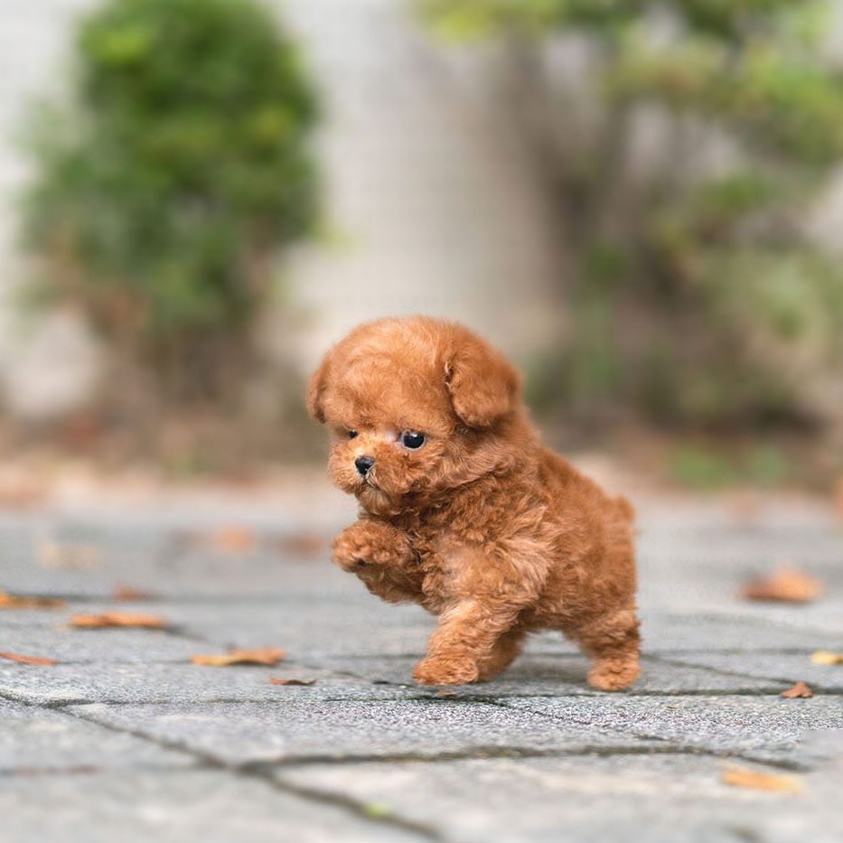 micro red poodle