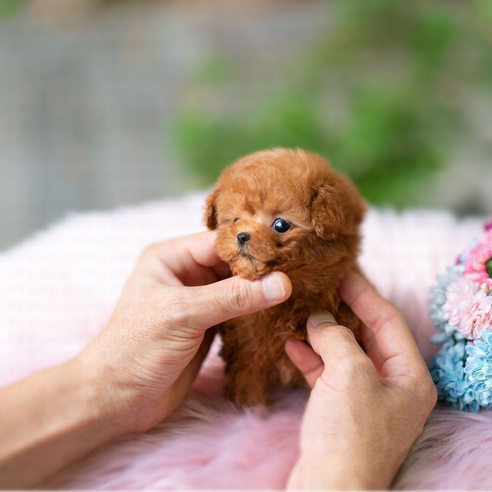 red teddy bear poodle for sale