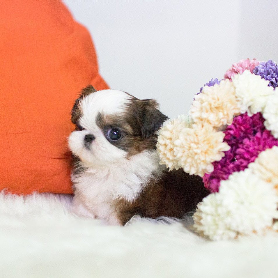 mini shih poo puppies