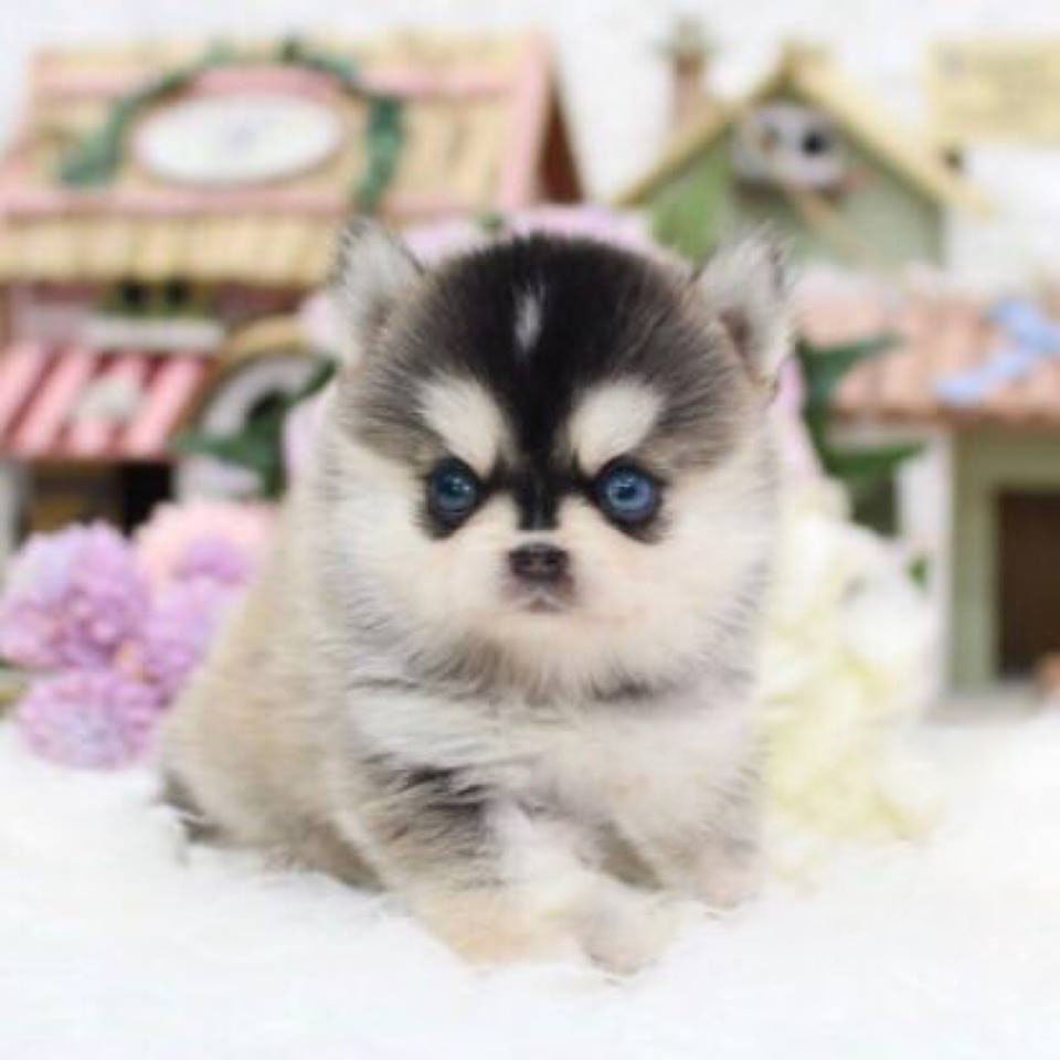 Micro Teacup Pomsky Full Grown Goldenacresdogs Micro Teacup Pomsky Full Grown