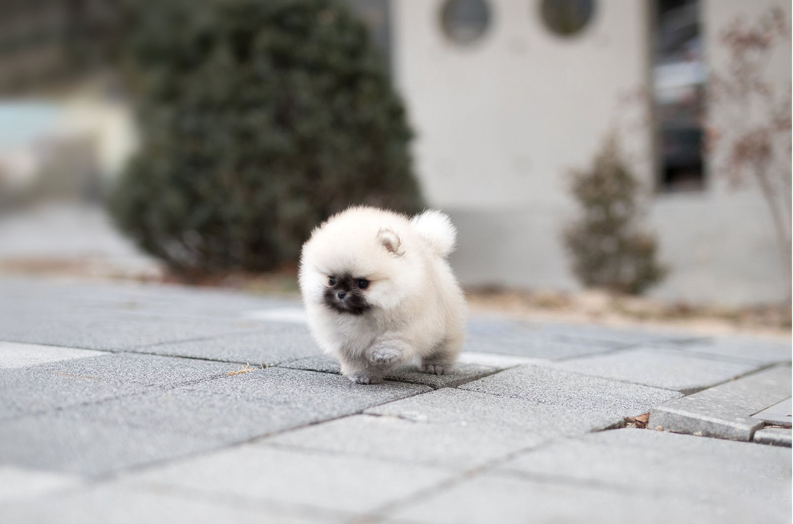 teddy face pomeranian for sale