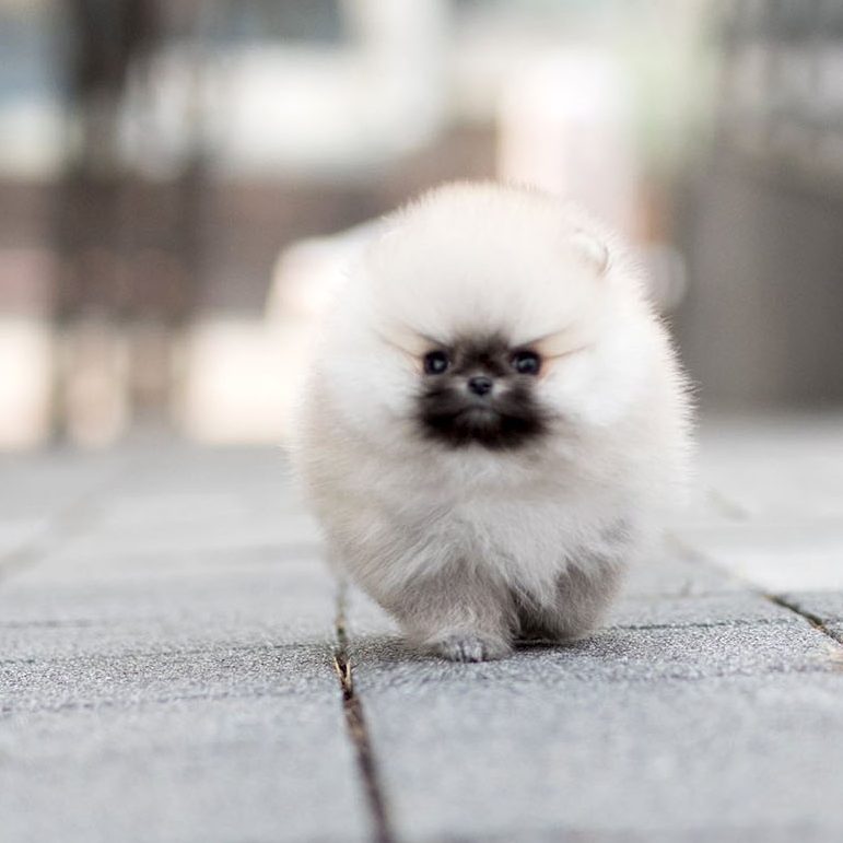 teddy face pomeranian for sale