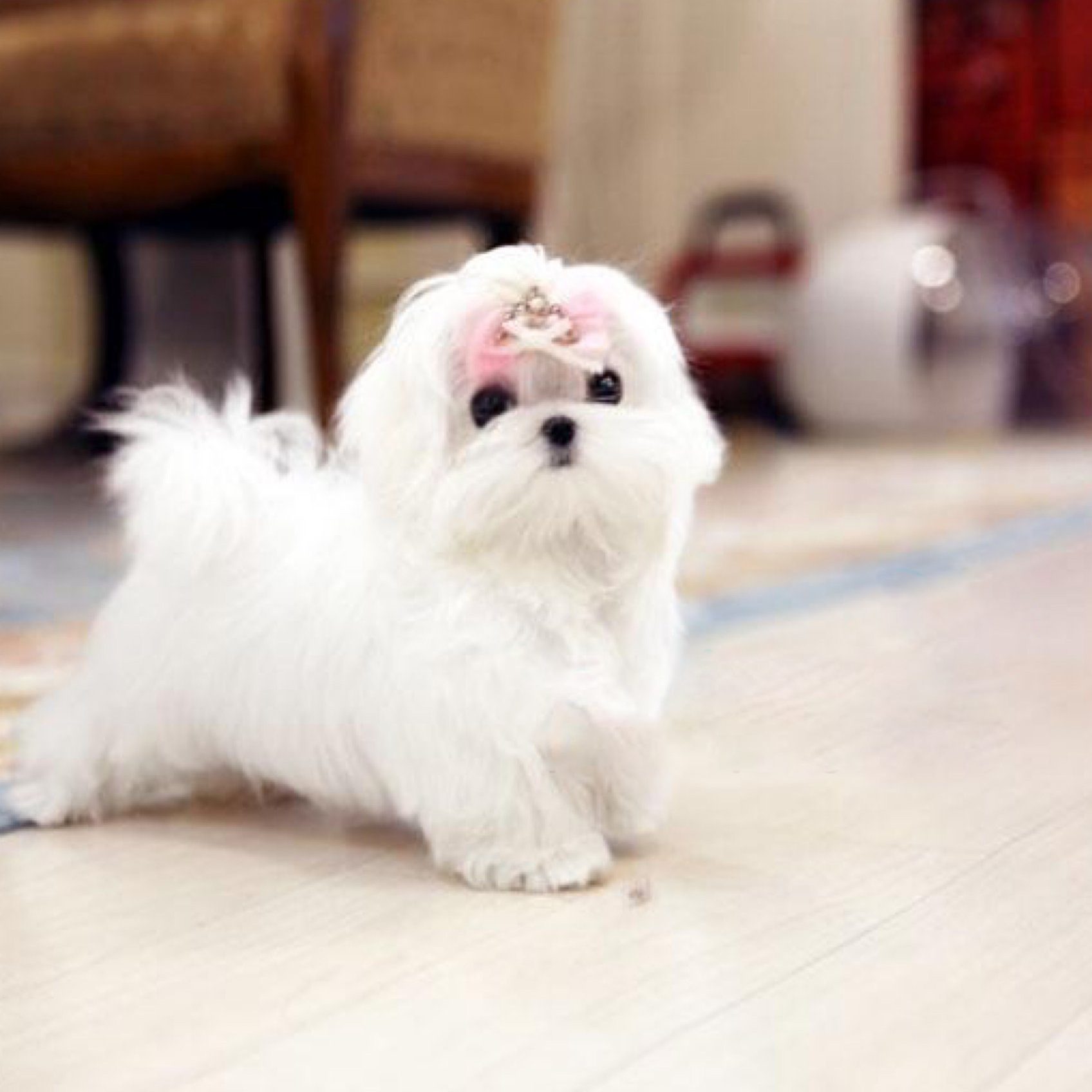 Melody Micro Teacup Maltese