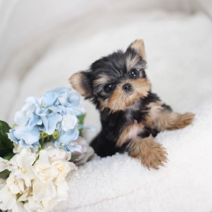 micro toy yorkie