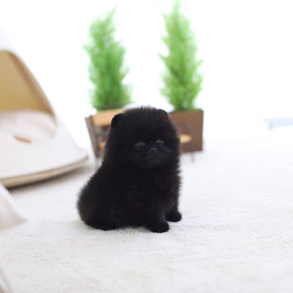 black teacup puppy