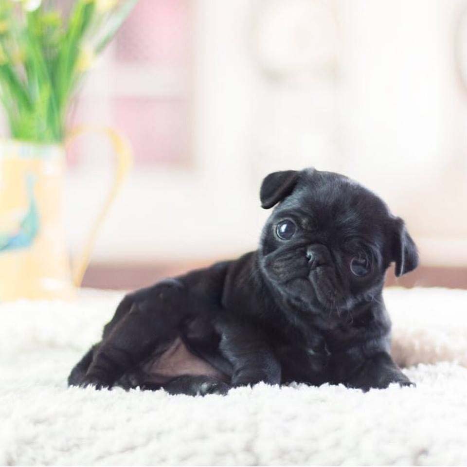 black teacup puppy