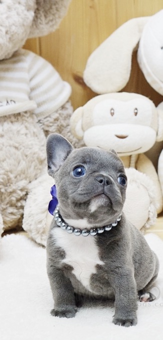 Faboo Blue Mini French Bulldog