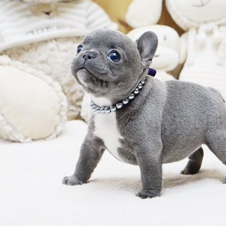 french bulldog teacup price