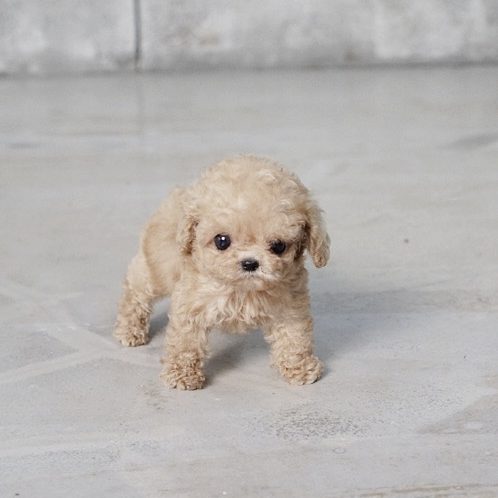 micro poodle male