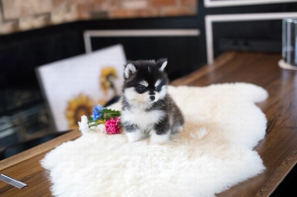 Hy Teacup Pomsky For Tiny Pups Hy Teacup Pomsky For Tiny