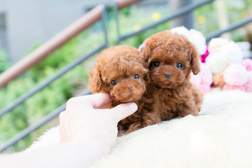 tiny la toy teacup poodles