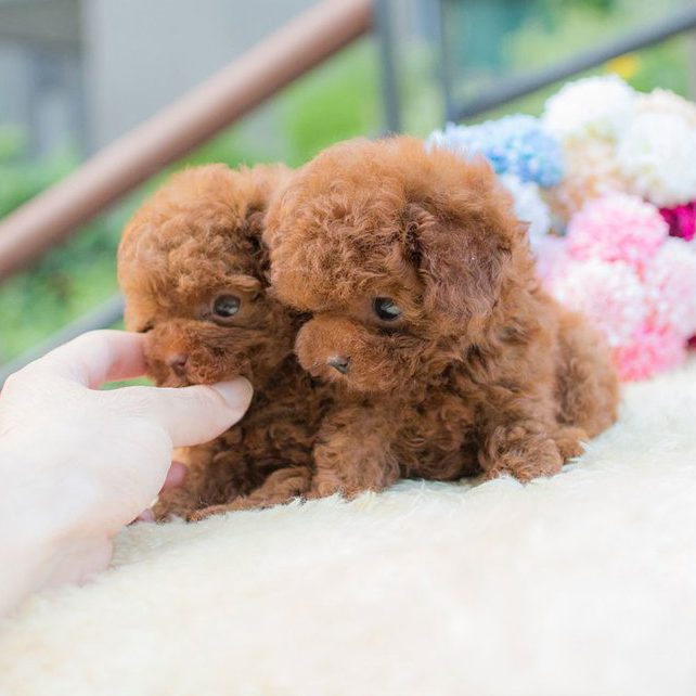 micro poodle for sale