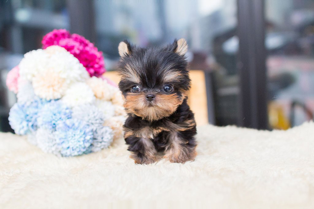 micro mini yorkie puppies