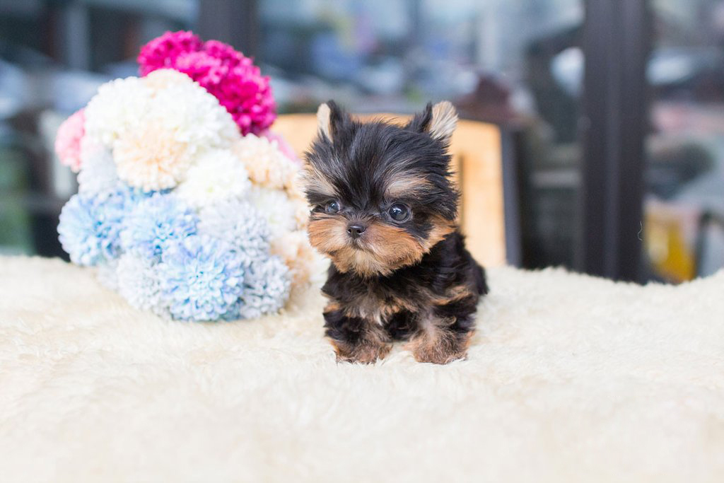 premium teacup yorkie puppies