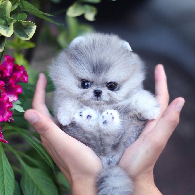 teacup pomeranian price in usa