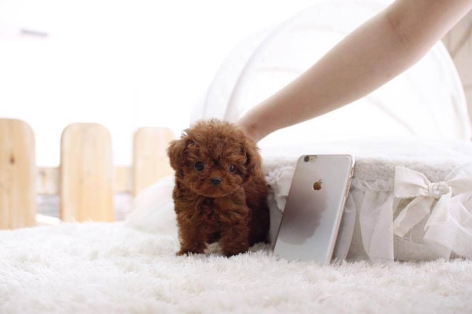 micro mini teacup poodle