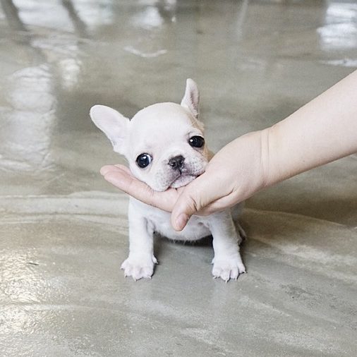 white mini french bulldog