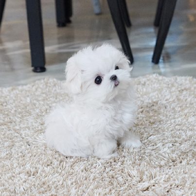 micro teacup maltese puppies for sale