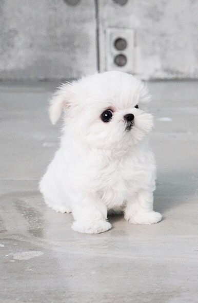 miniature teacup maltese puppies for sale