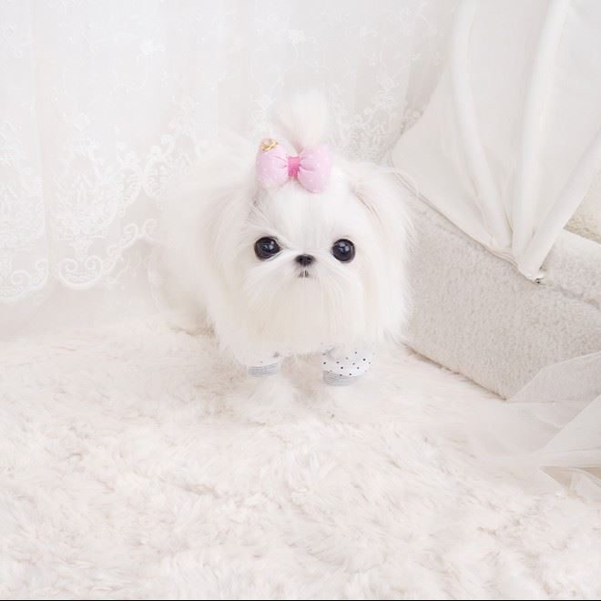 maltese micro teacup for sale