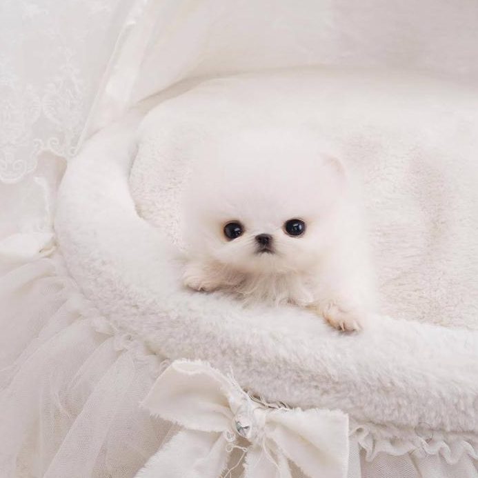 pomeranian white small