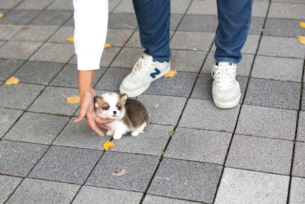 Vince Teacup Corgi Micro Corgi For Sale Tiny Pups