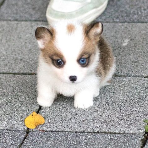 Vince Teacup Corgi - Micro Corgi for 