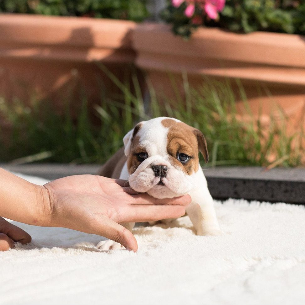 mini teacup bulldog