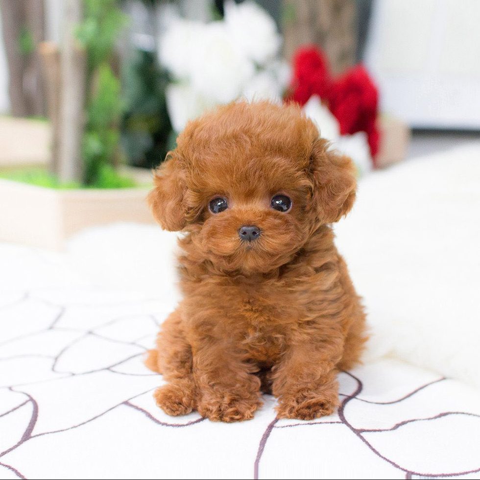 micro teacup poodle price