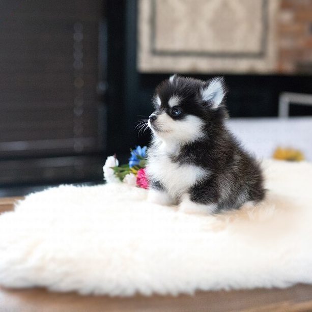 Happy Teacup Pomsky for Sale - Tiny 