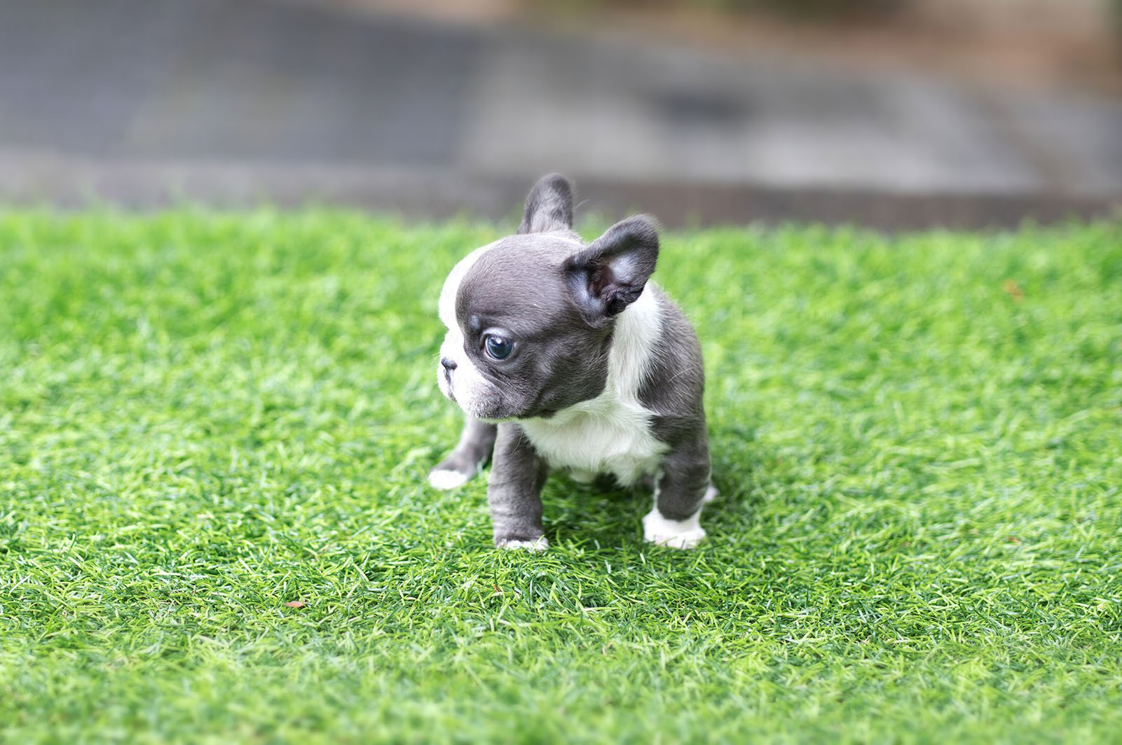 30 Teacup Blue French Bulldog Photos