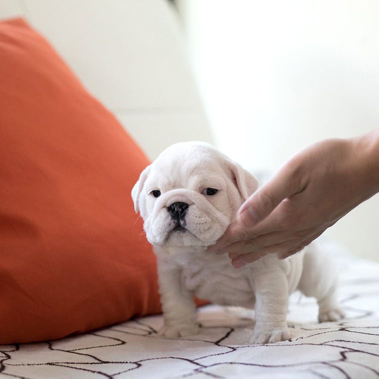 teacup english bulldogs